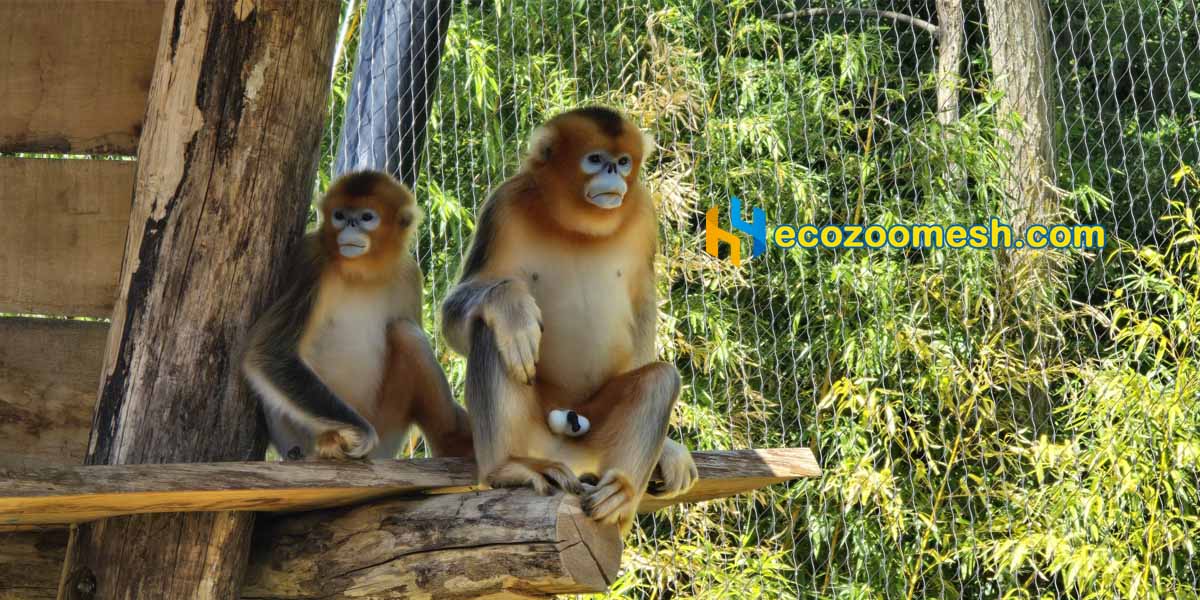 golden monkey in the exhibit of hand woven netting mesh