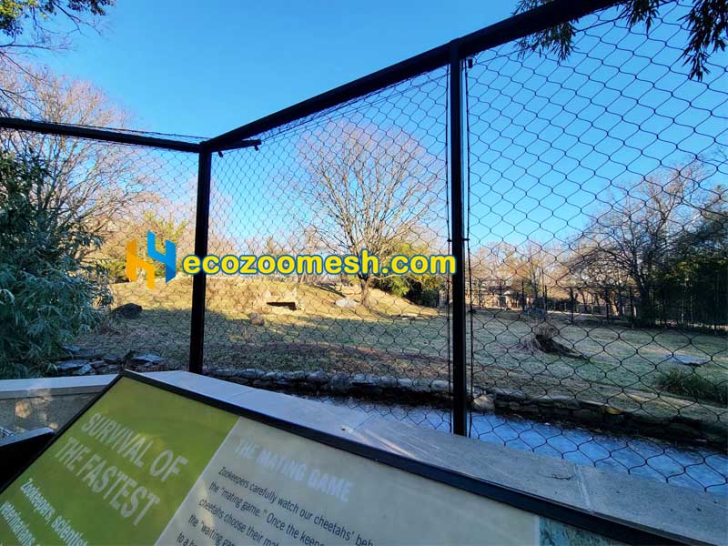 A cheetah safely climbs on a handwoven stainless steel cheetah yard cable mesh wall in its zoo enclosure.